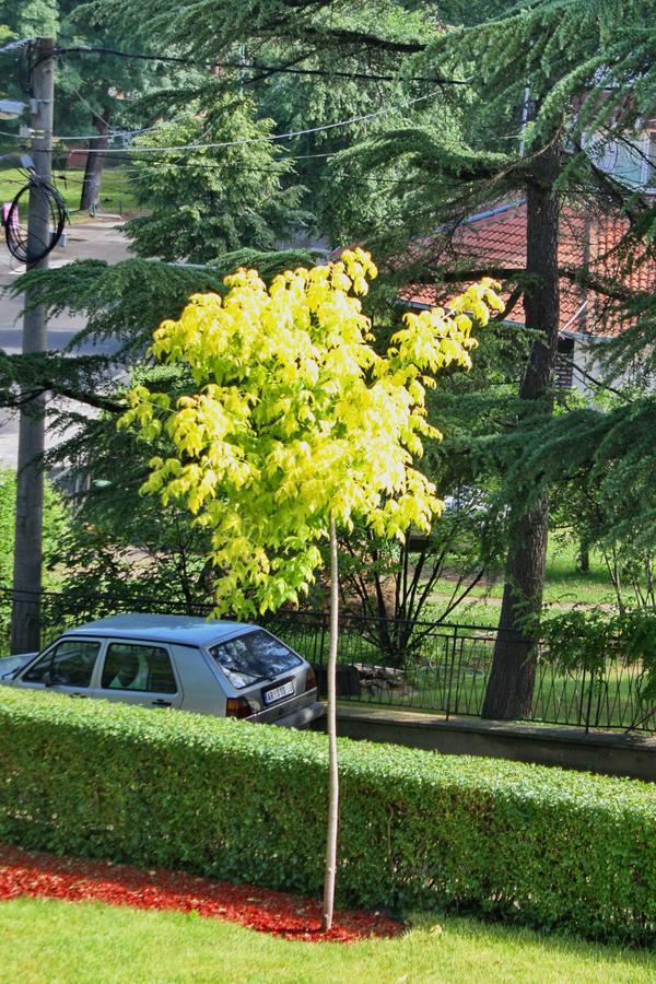 Apartmani15 Arandjelovac Exterior foto